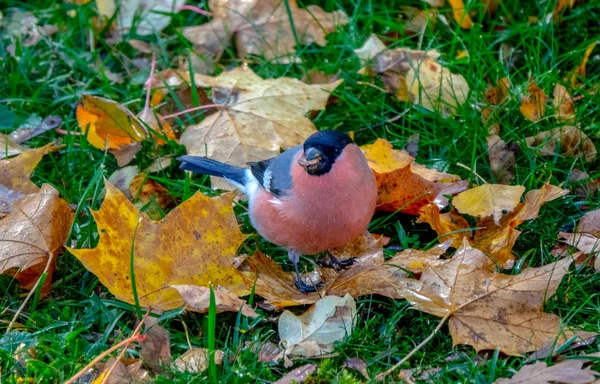 Eurasian Bullfinch Autum Leaves — Stock Photo, Image