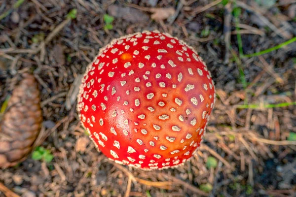 Champignon Rouge Avec Des Taches Blanches — Photo