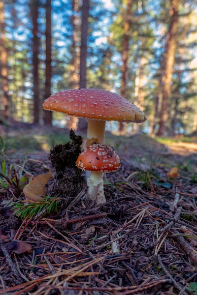 Red Mushroom White Spots — Stock Photo, Image