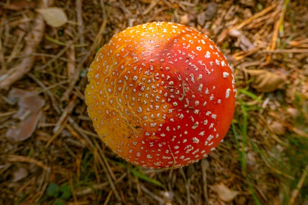 Champignon Rouge Avec Des Taches Blanches — Photo