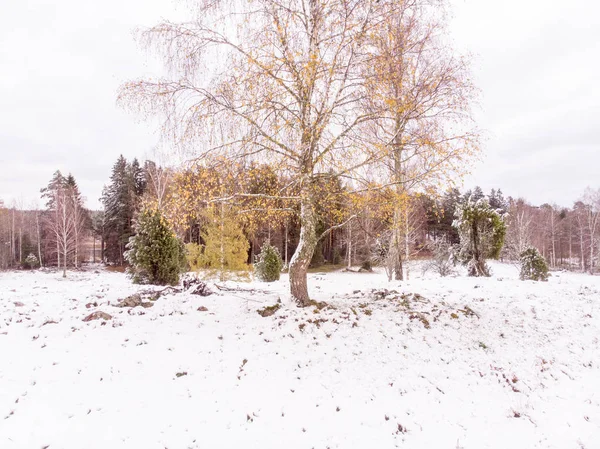 Neige Fraîche Sol Dans Les Arbres Premier Jour Hiver — Photo