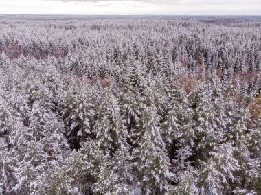 Taze kar yere ve ağaçlarda, bu ilk kış günü