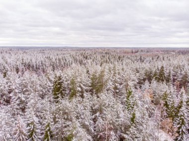 Taze kar yere ve ağaçlarda, bu ilk kış günü
