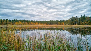 Yapraklar sarı ve kırmızıya dönüyor.