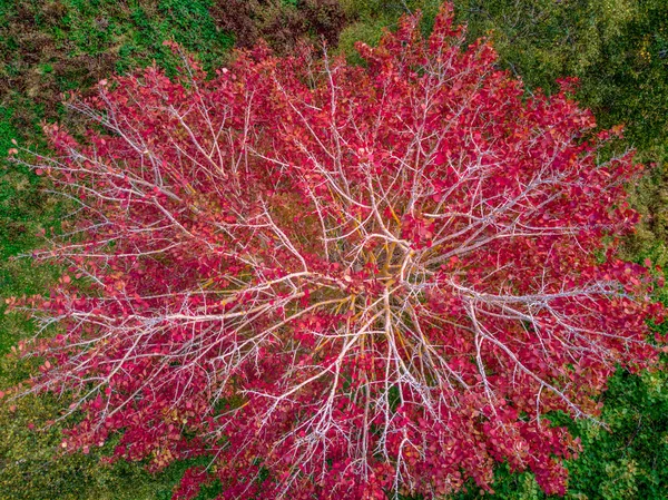 Yapraklar Sarı Kırmızıya Dönüyor — Stok fotoğraf