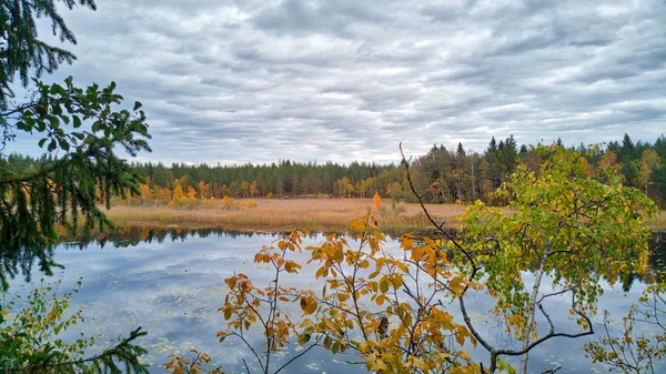 Leaves Turning Yellow Red Landscape — Stock Photo, Image