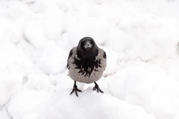Cuervo Encapuchado Invierno —  Fotos de Stock
