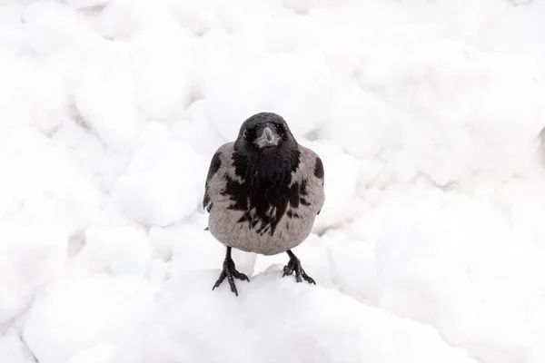 Kapuzenkrähe Winter — Stockfoto