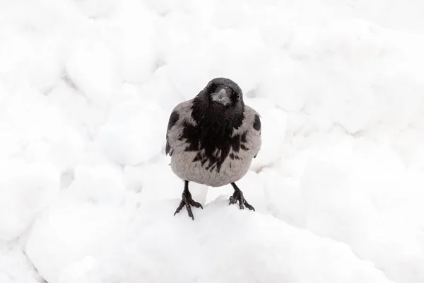 Ворона Капюшоне Зимой — стоковое фото
