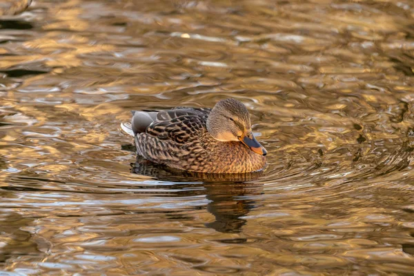 Kachna Žena Vodě — Stock fotografie