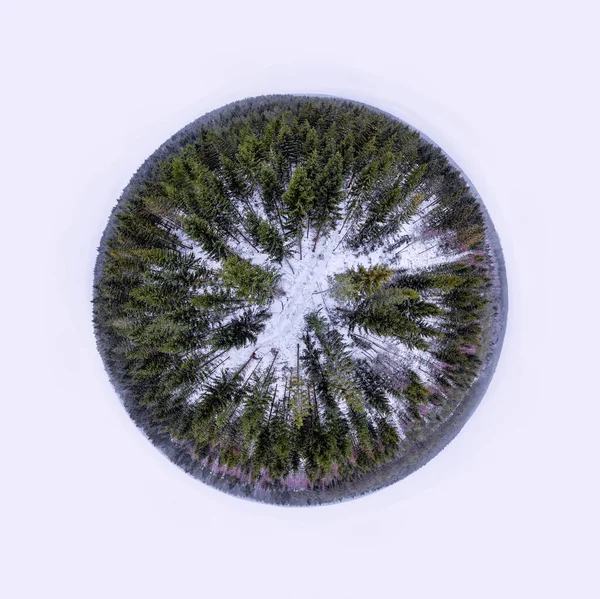 Sphere panorama of a evergreen forest