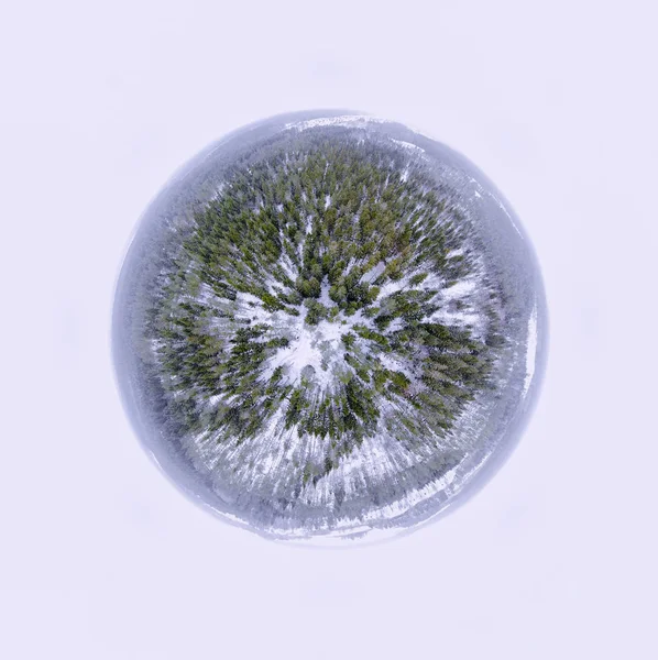 Panorama Esfera Uma Floresta Perene — Fotografia de Stock