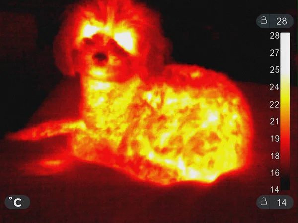 一只微型狮子狗的热像 — 图库照片