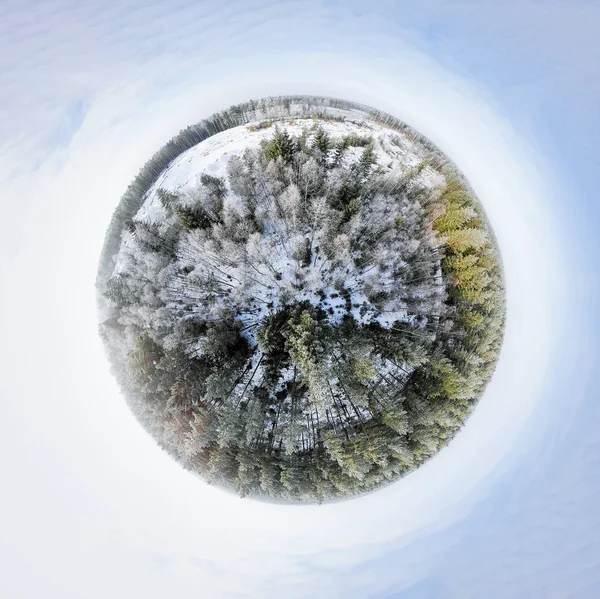 Panorama Sperimentale Una Foresta Invernale — Foto Stock