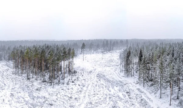 Zimní Panorama Jehličnatém Lese — Stock fotografie