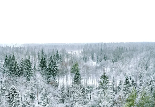 Panorama Inverno Floresta Perene — Fotografia de Stock
