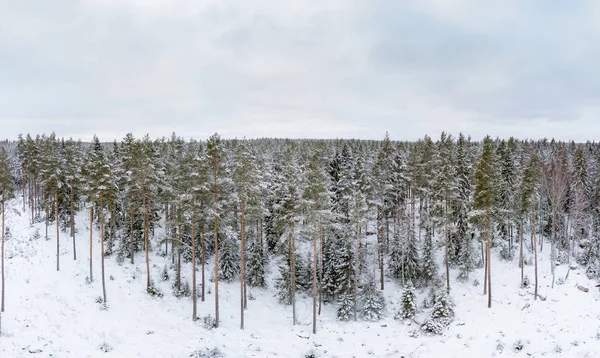 Forested landscape during  the cold season