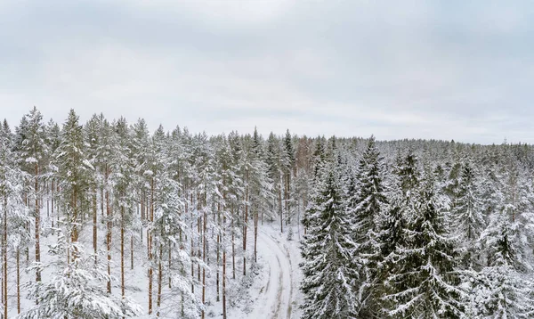 Zalesněná Krajina Během Chladné Sezóny — Stock fotografie