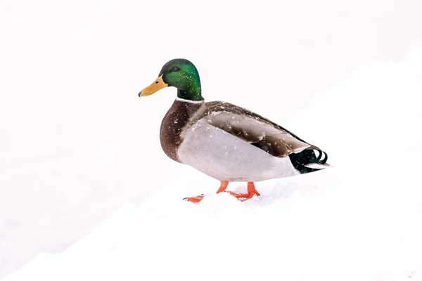 Drake Mallard Terreno Cubierto Nieve — Foto de Stock