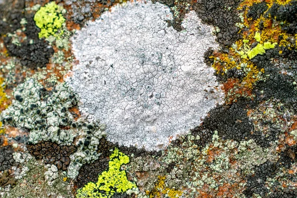 Tappeto di lichene vario — Foto Stock