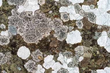 Lichen kayanın üstünde