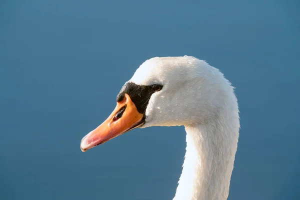 疣鼻天鹅 — 图库照片