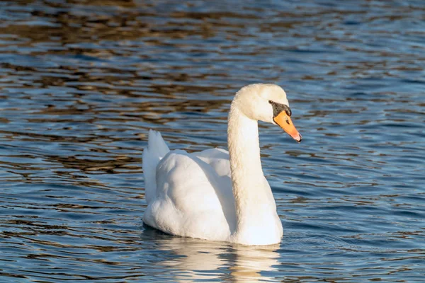 Cisne mudo — Foto de Stock