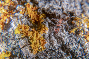 kırmızı ahşap karınca 