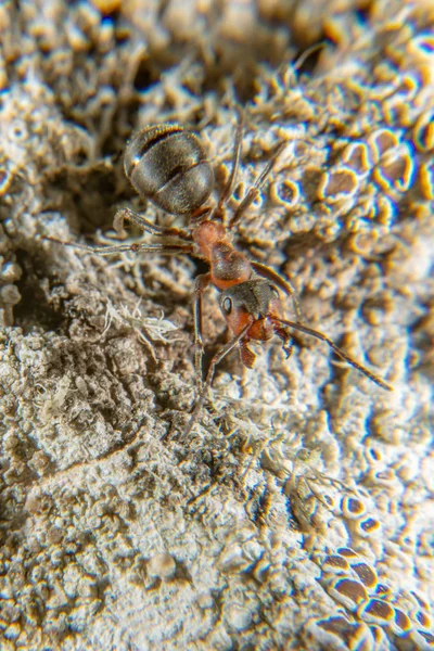 Červené dřevo mravenec — Stock fotografie