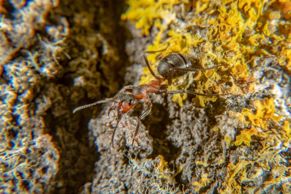 Červené dřevo mravenec — Stock fotografie