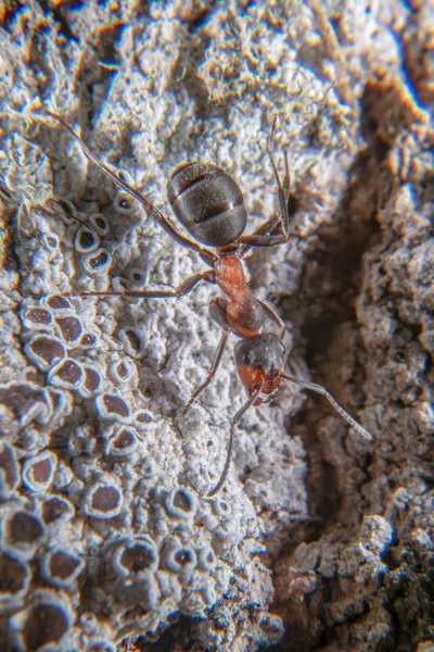 Semut Kayu Merah — Stok Foto