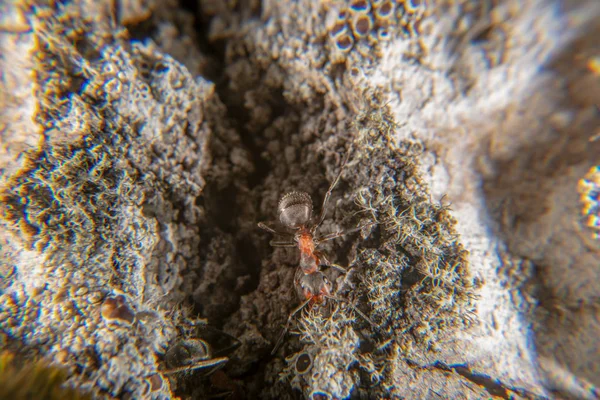 Kırmızı ahşap karınca — Stok fotoğraf