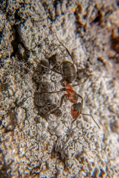 Formiga de madeira vermelha — Fotografia de Stock