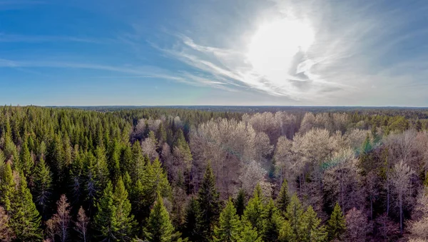 Zalesněná krajina — Stock fotografie