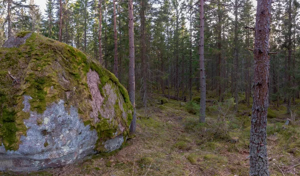 Waldlandschaft — Stockfoto