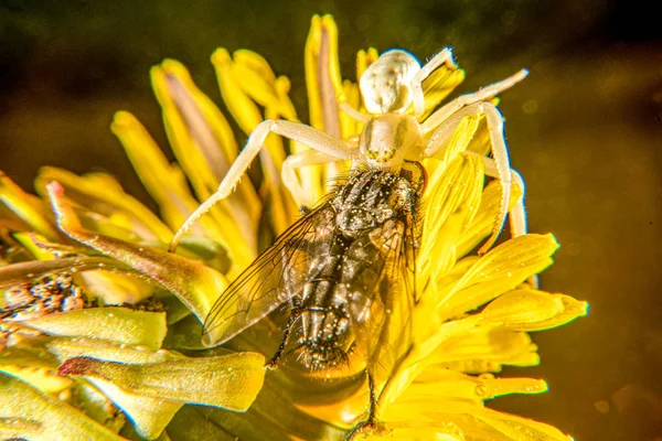 Flower crab spider — Stock Photo, Image