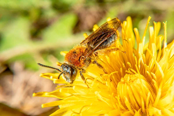 Méhecske egy sárga virágon — Stock Fotó