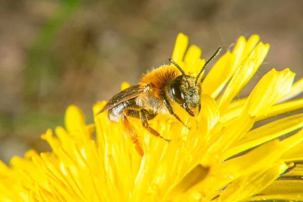 Пчела на желтом цветке — стоковое фото