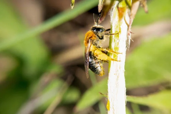 Бджола на квітці — стокове фото