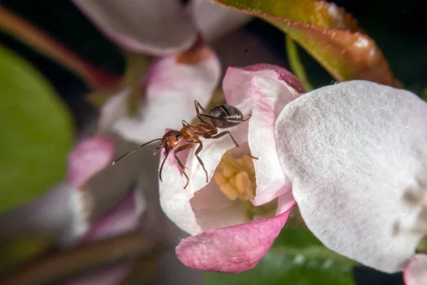 Rode houten mier op een wild aple — Stockfoto