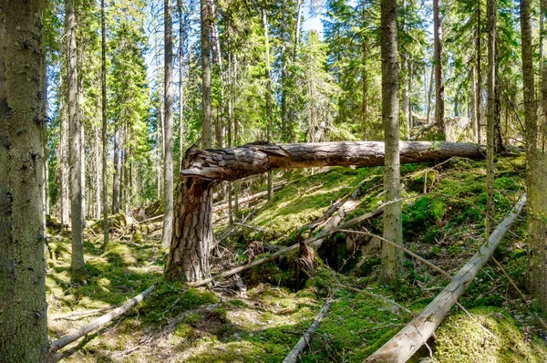 Bosque Ycke — Foto de Stock