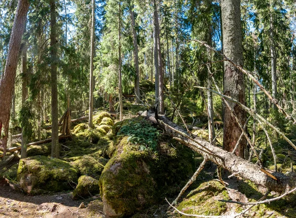 Floresta de Ycke — Fotografia de Stock