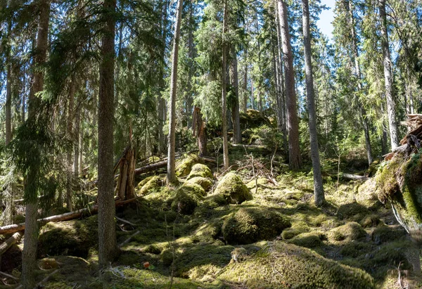 Bosque Ycke — Foto de Stock