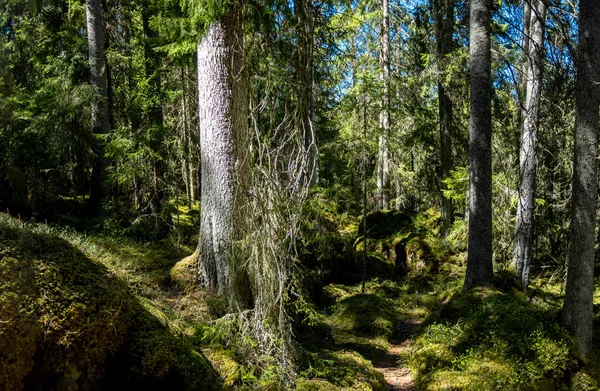 Floresta de Ycke — Fotografia de Stock