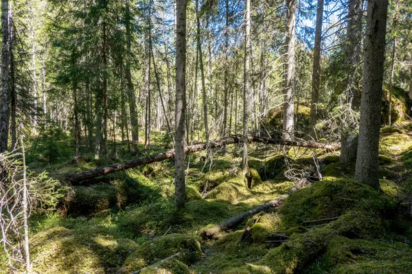 Ycke forest — Stock fotografie