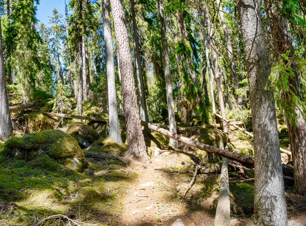 Bosque Ycke — Foto de Stock