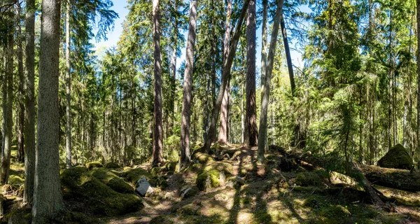 Bosque Ycke — Foto de Stock