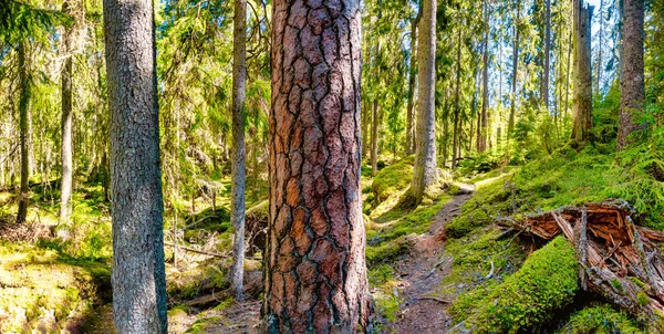 Floresta de Ycke — Fotografia de Stock