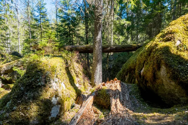 Bosque Ycke — Foto de Stock