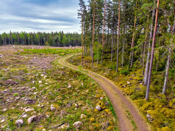 Bosque paisaje — Foto de Stock